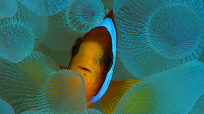 Nemo on house reef
